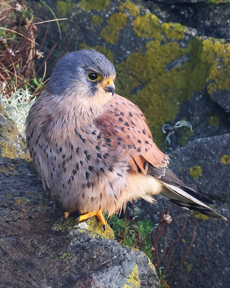 Kestrel